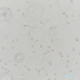 Figure:enlarged illustration of Japanese Sake Yeast GSP6